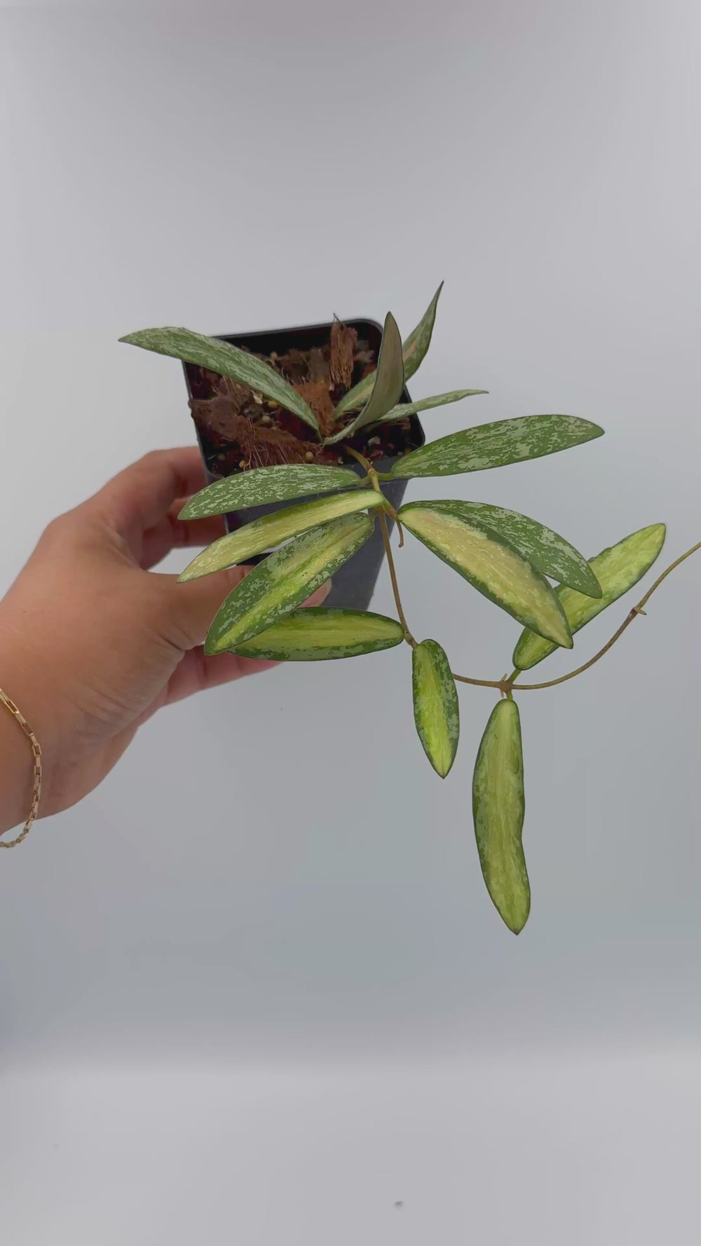 PS0987 - Hoya sigillatis (variegated)