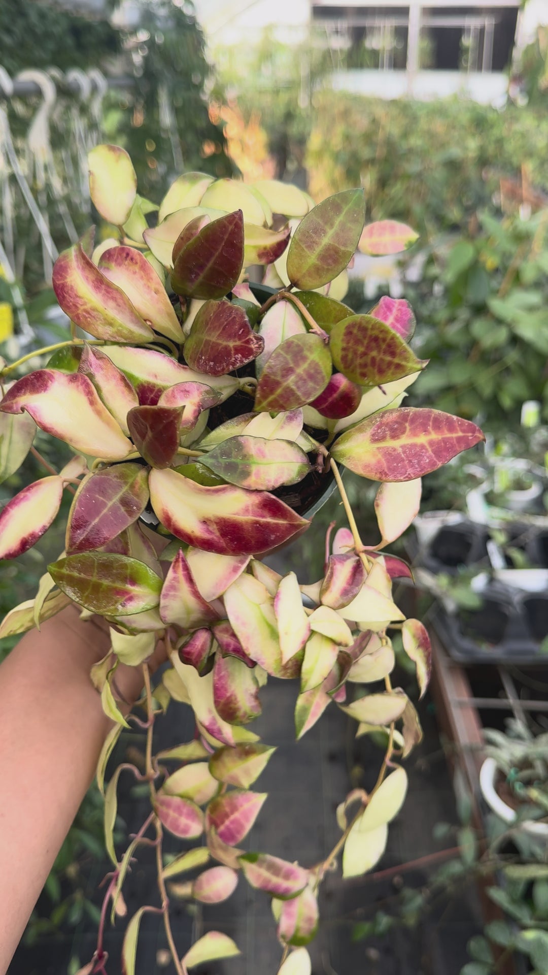 PS0841 - Hoya walliniana (variegated)