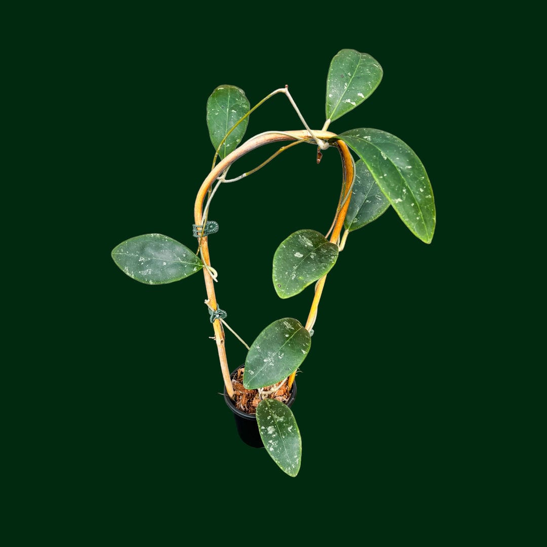 Rare Hoyas for Sale | Browse 70+ Rarest Hoya Species – Page Rare Hoyas for Sale | Browse 70+ Rarest Hoya Species – Page