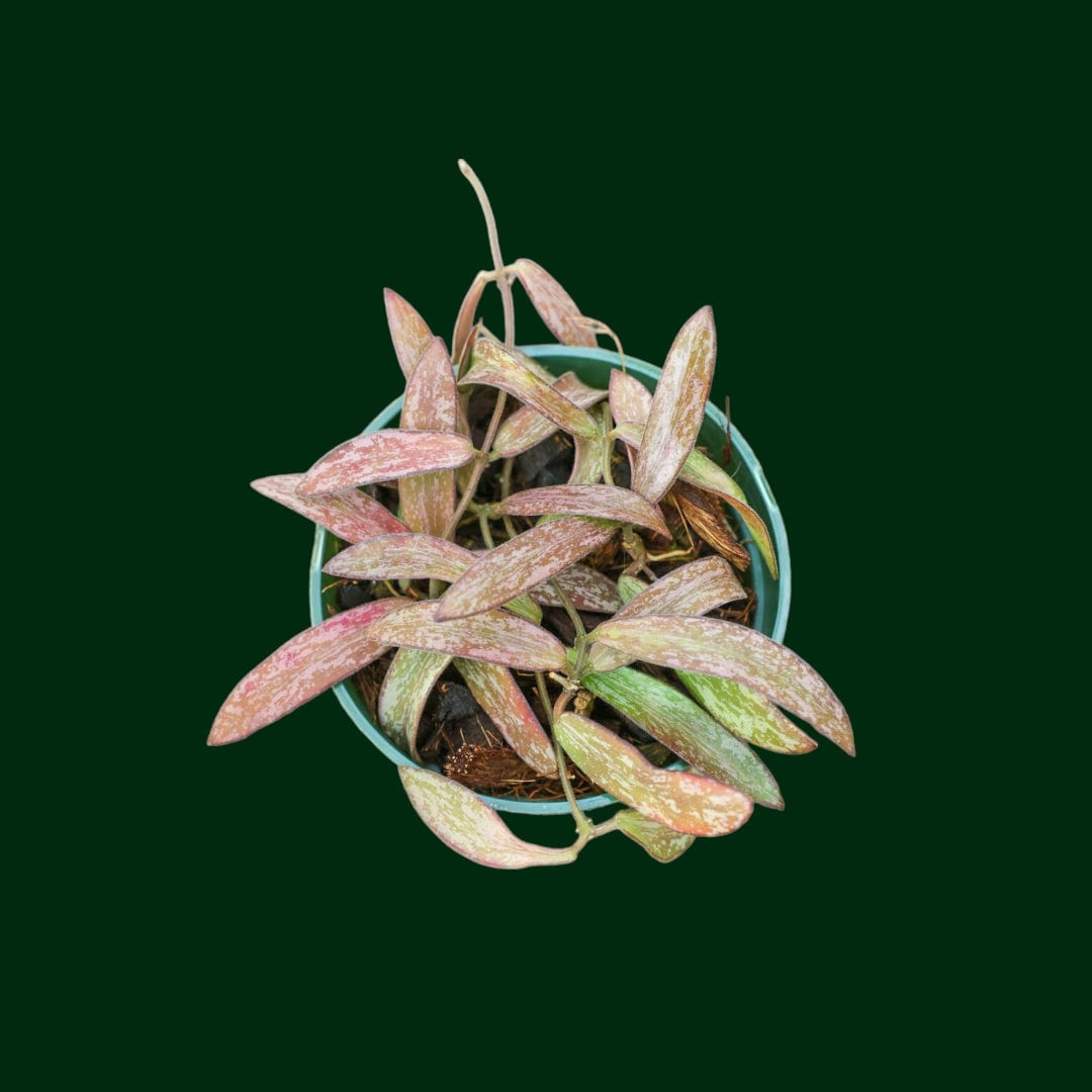 Silver Hoyas for Sale | Browse 40+ Silver Hoya Plants