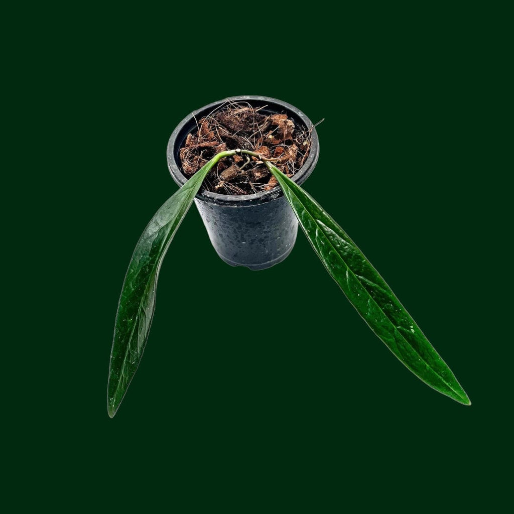 Hoya sulawesiana (SLM03) – Unsolicited Plant Talks