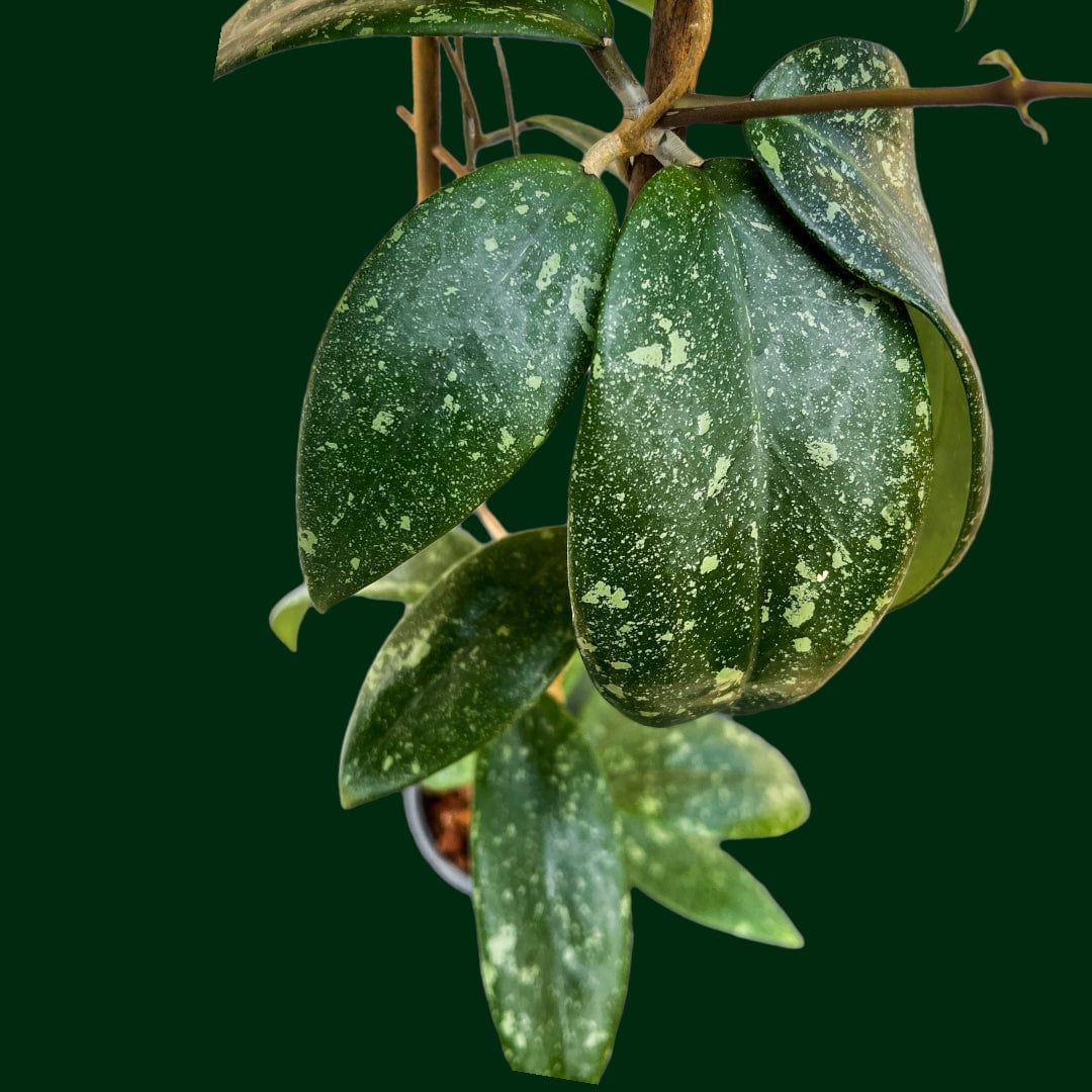 Trellised Hoya sp. Vietnam (splash)