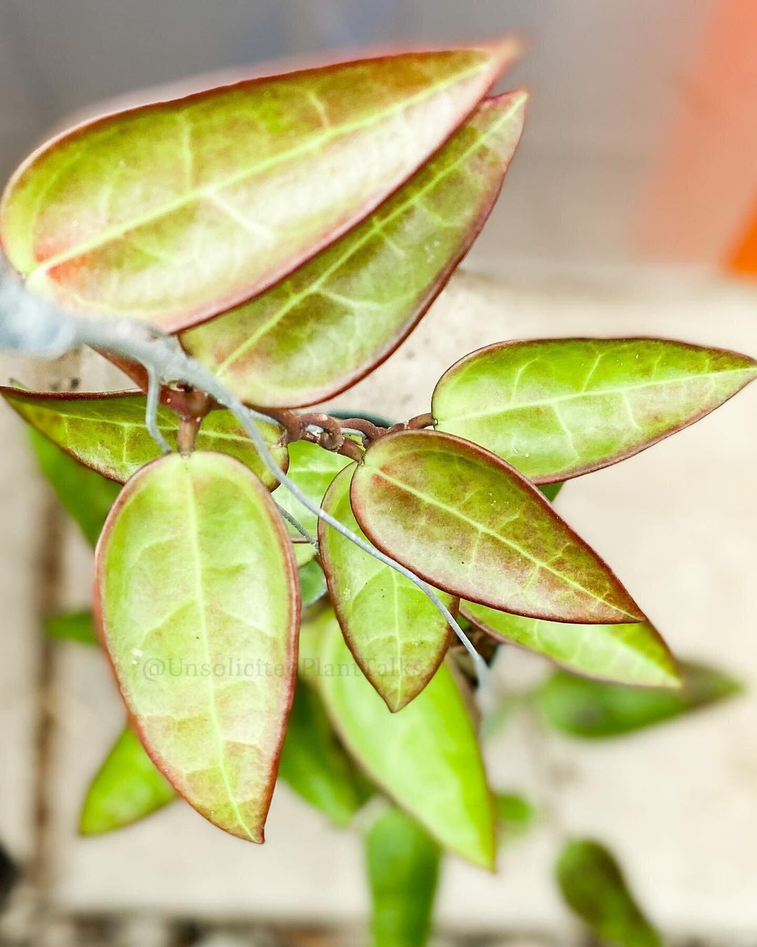 Hoya acuta (Red Leaves)