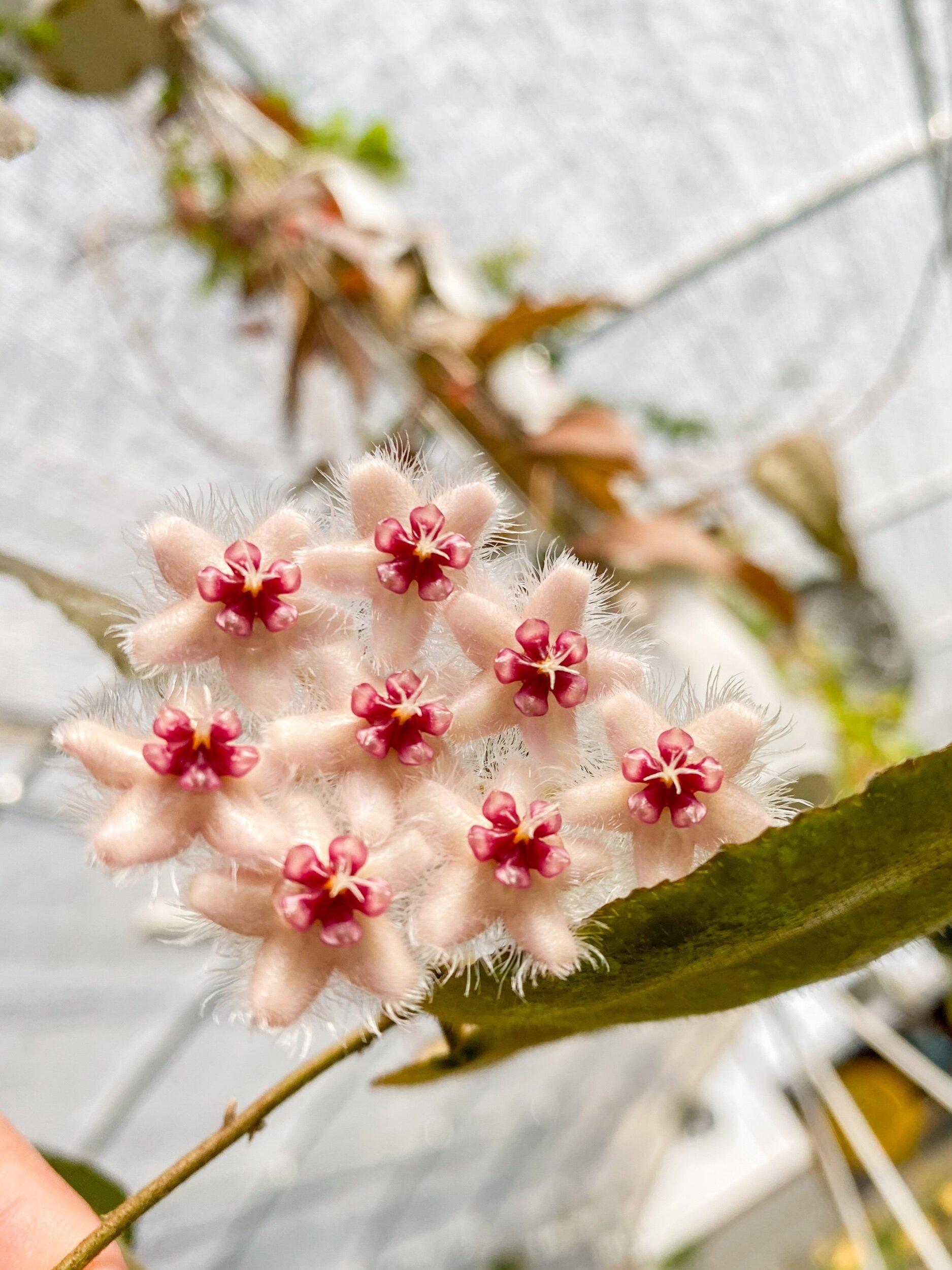 Hoya caudata 'Sumatra' - Large plant - Tropics @Home