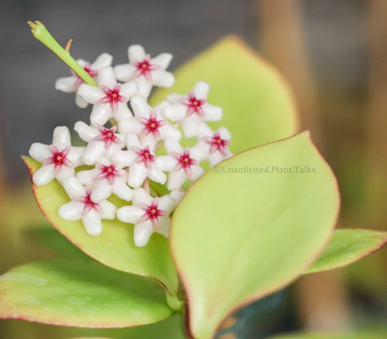 注目 HOYA sp N505-055限定 1 植物/観葉植物