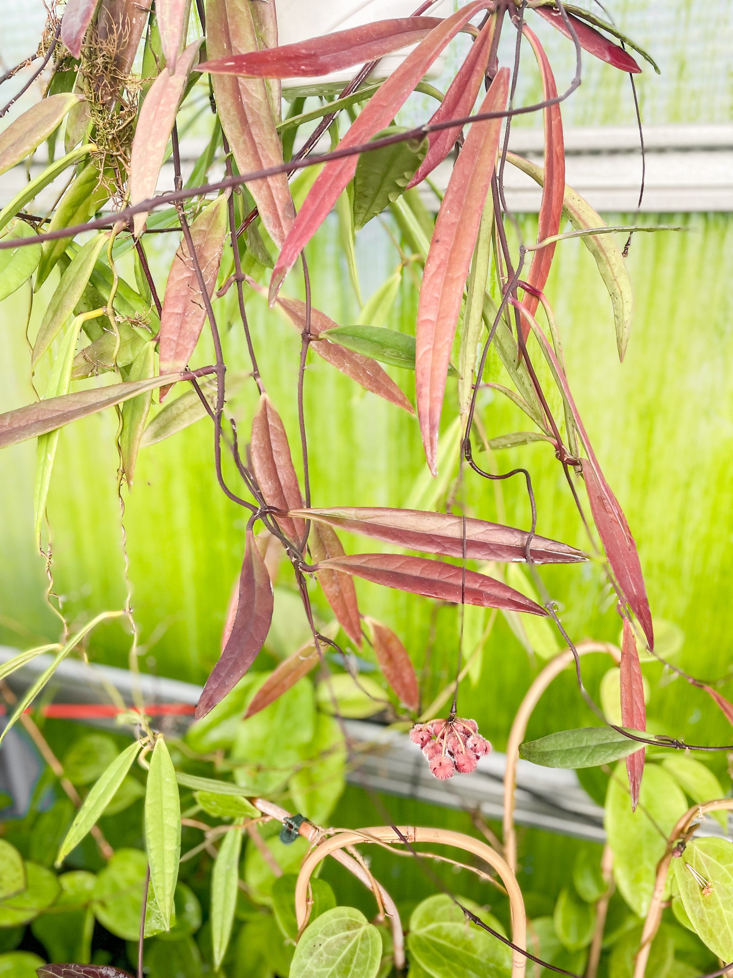 Hoya sulawesiana – Unsolicited Plant Talks