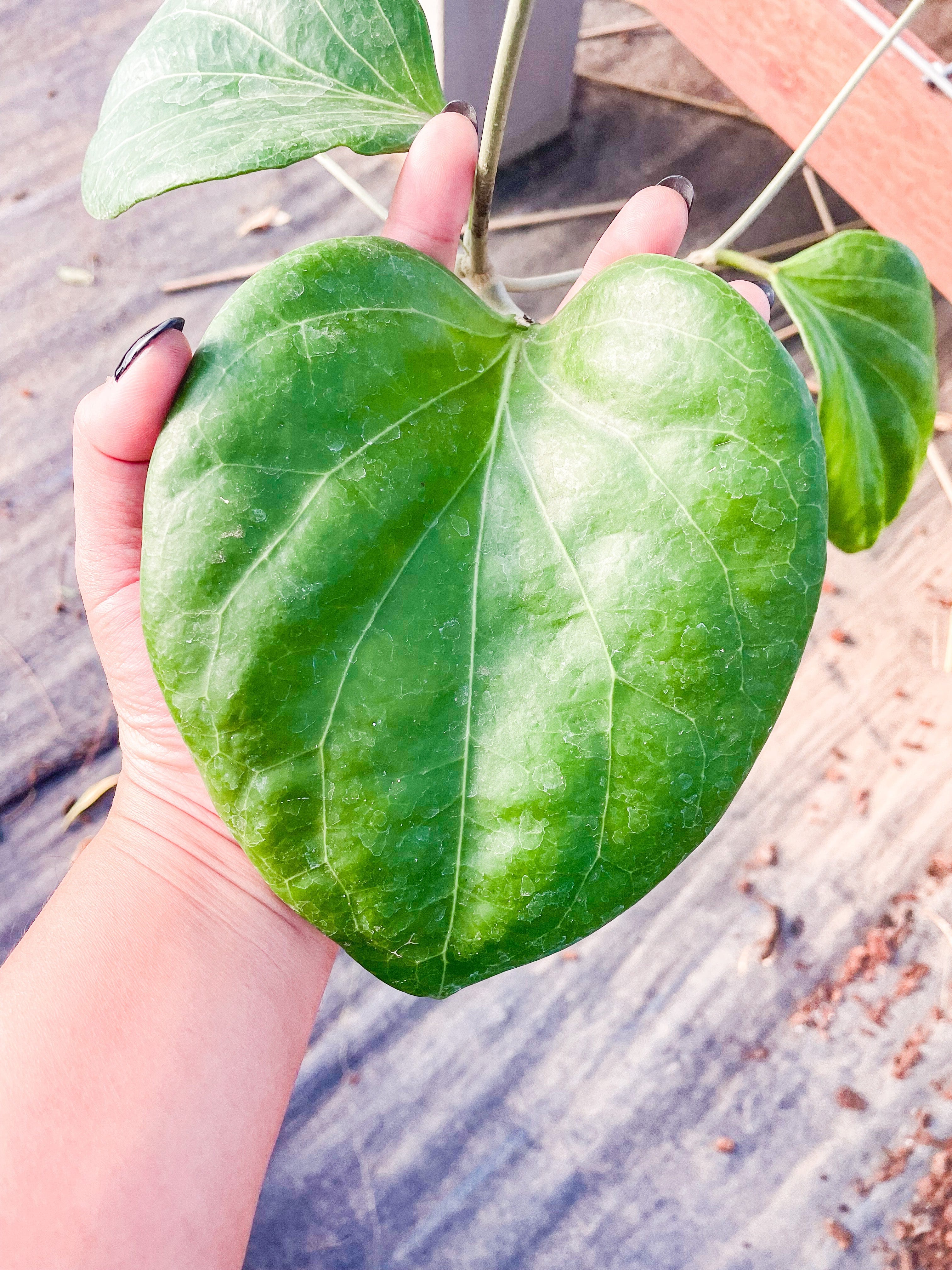 Hoya sp. PNG sv 432 – Unsolicited Plant Talks