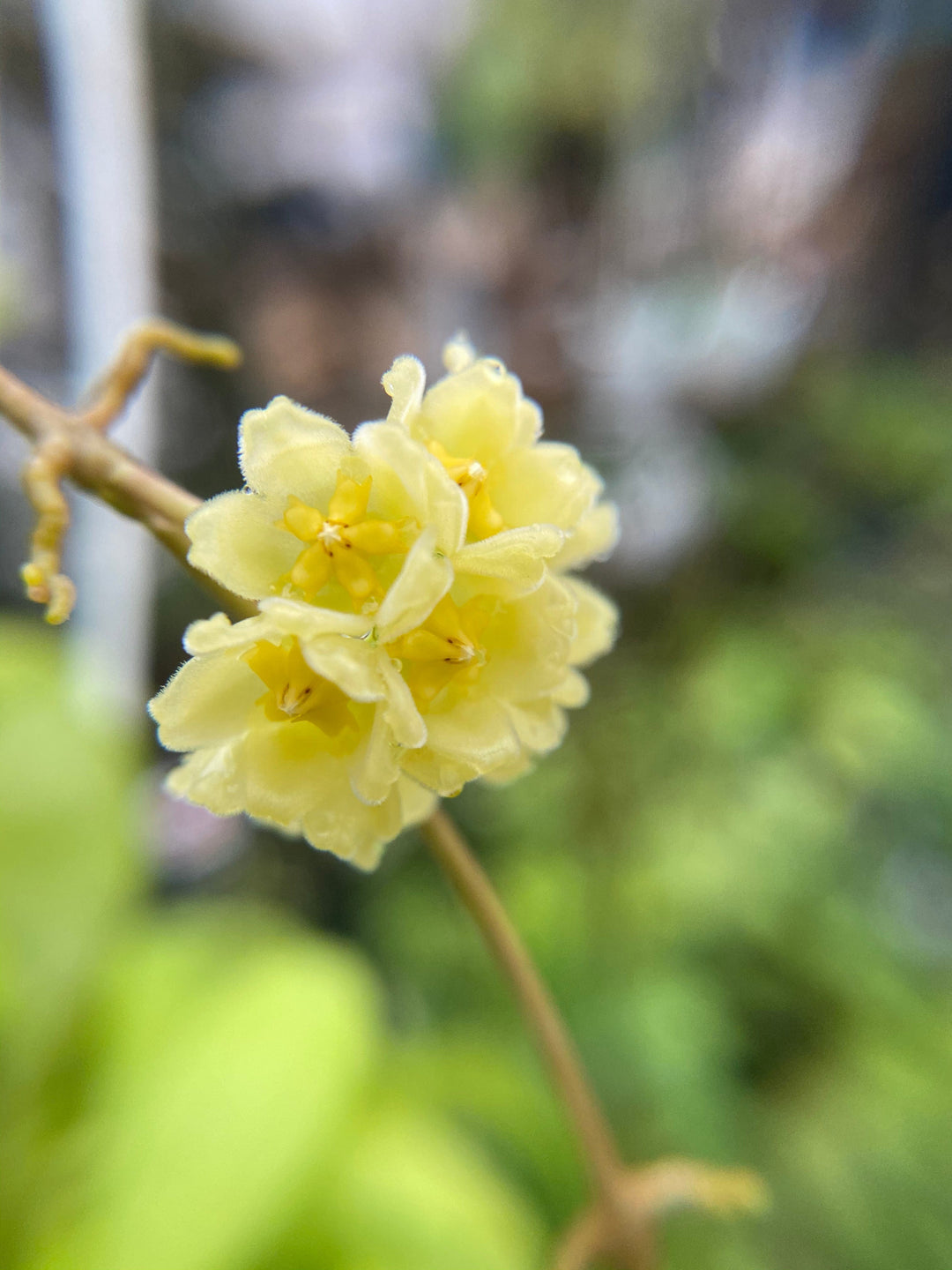 Hoya 'Noona' – Unsolicited Plant Talks Hoya 'Noona' – Unsolicited Plant Talks