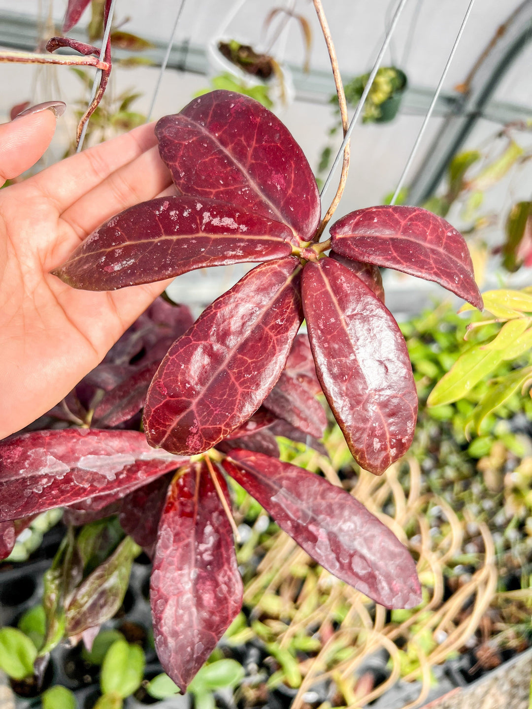 Hoya buntokensis (SLM01)