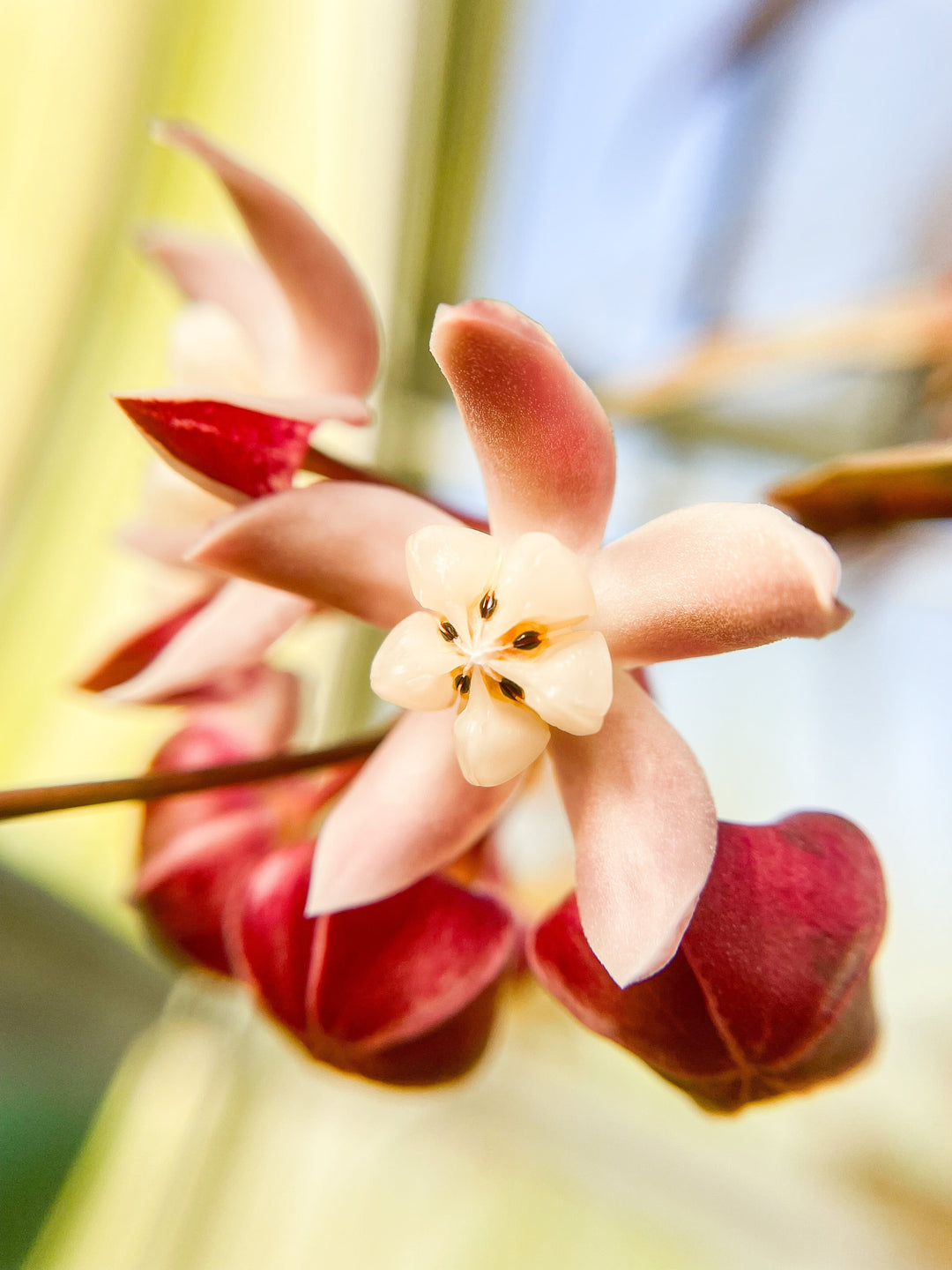 Hoya buntokensis (SLM01)