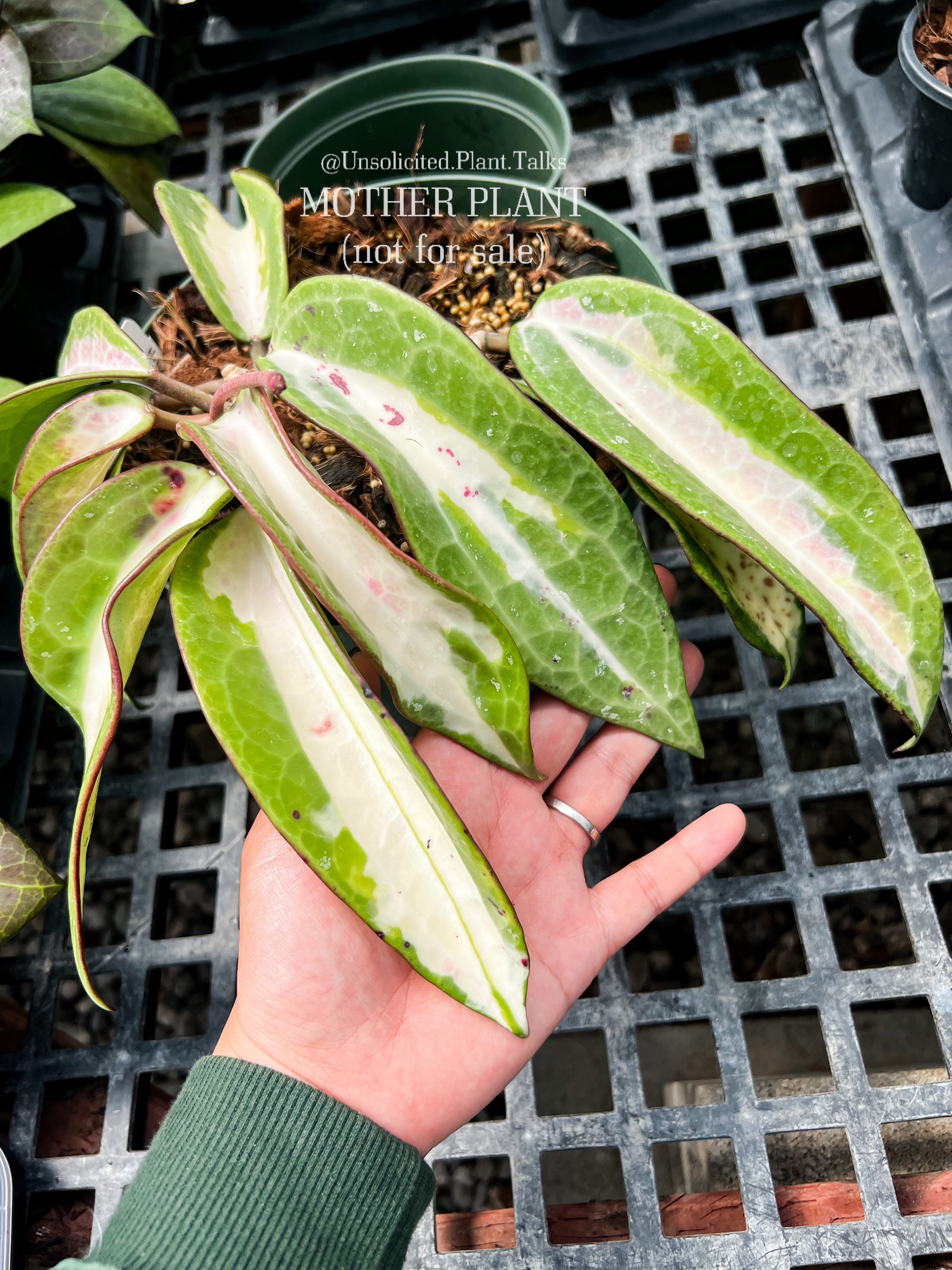 Hoya latifolia 'Queensy' – Unsolicited Plant Talks