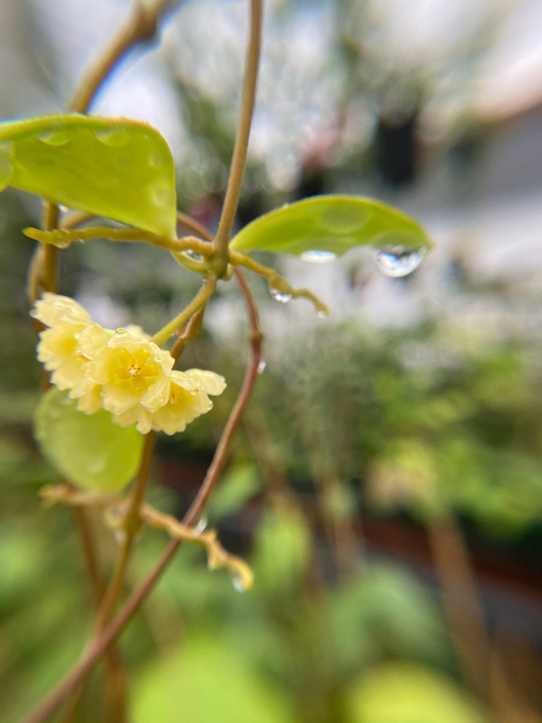 Hoya 'Noona' – Unsolicited Plant Talks Hoya 'Noona' – Unsolicited Plant Talks