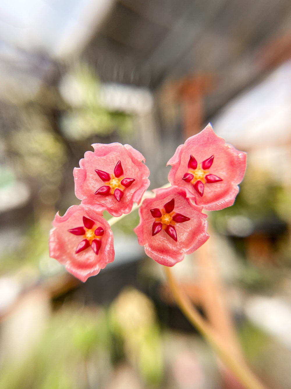 Trellised Hoya Siariae (red)