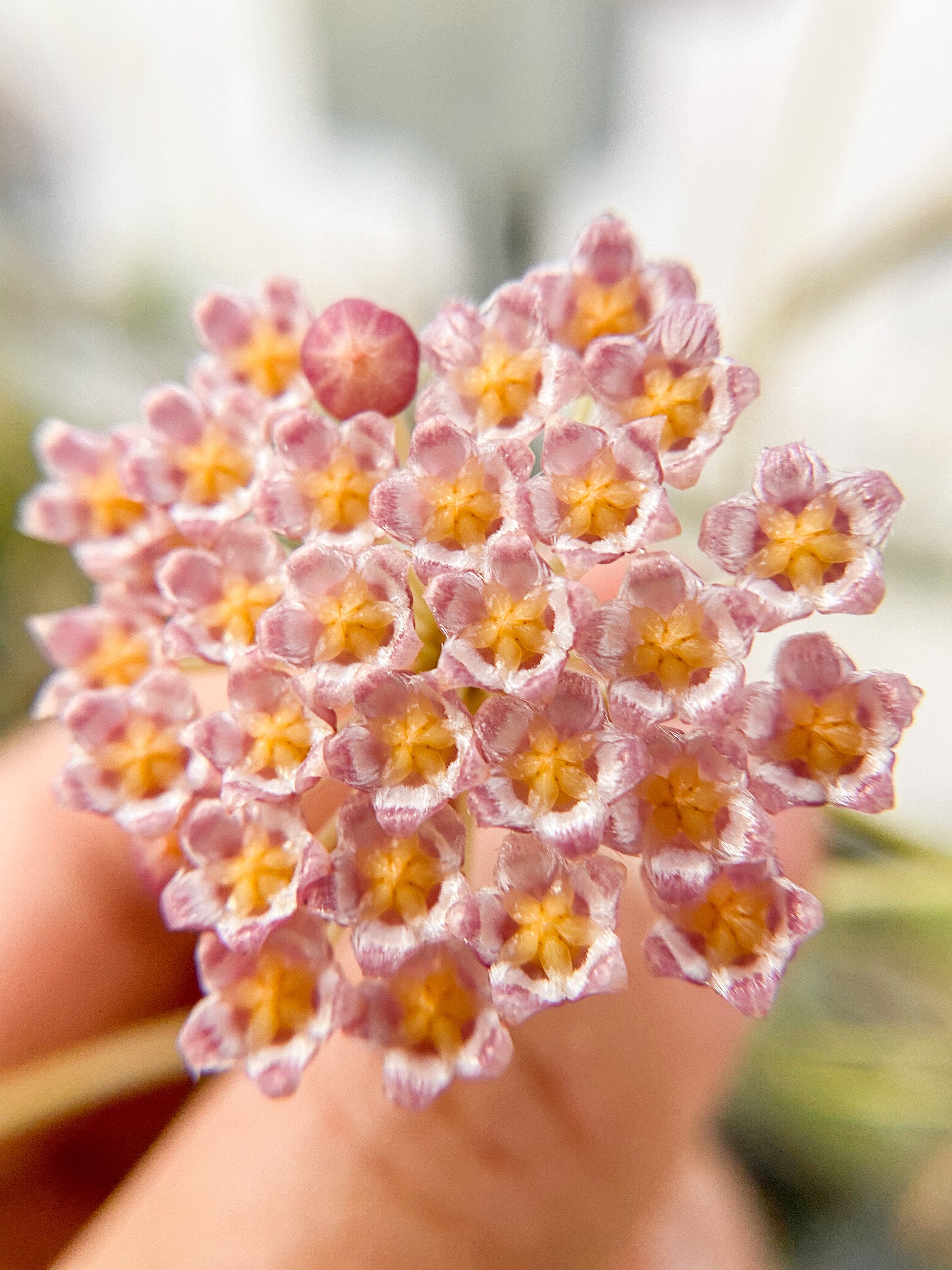 Rare Hoyas for Sale | Browse 70+ Rarest Hoya Species – Unsolicited Plant  Talks