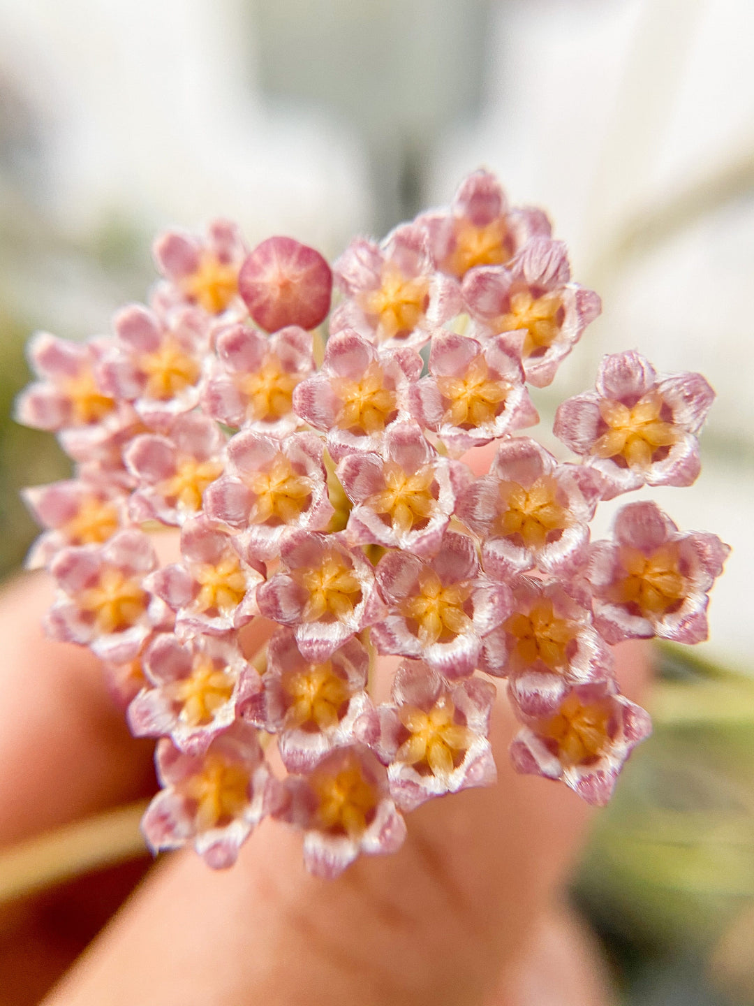 Hoya 'Rebecca'