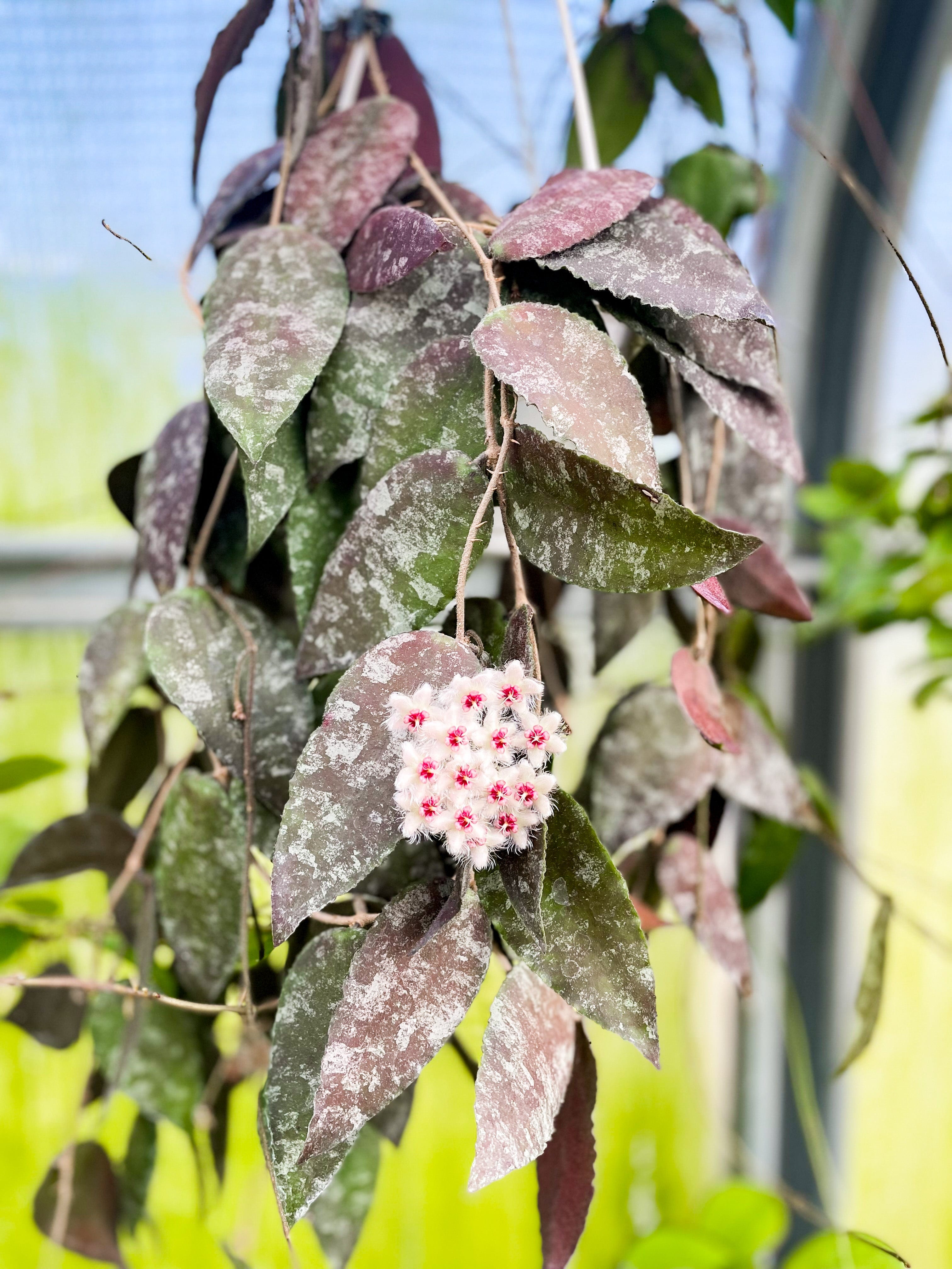 609 ホヤ Hoya caudata sumatra 特大大株花付き花座付き（Hoya