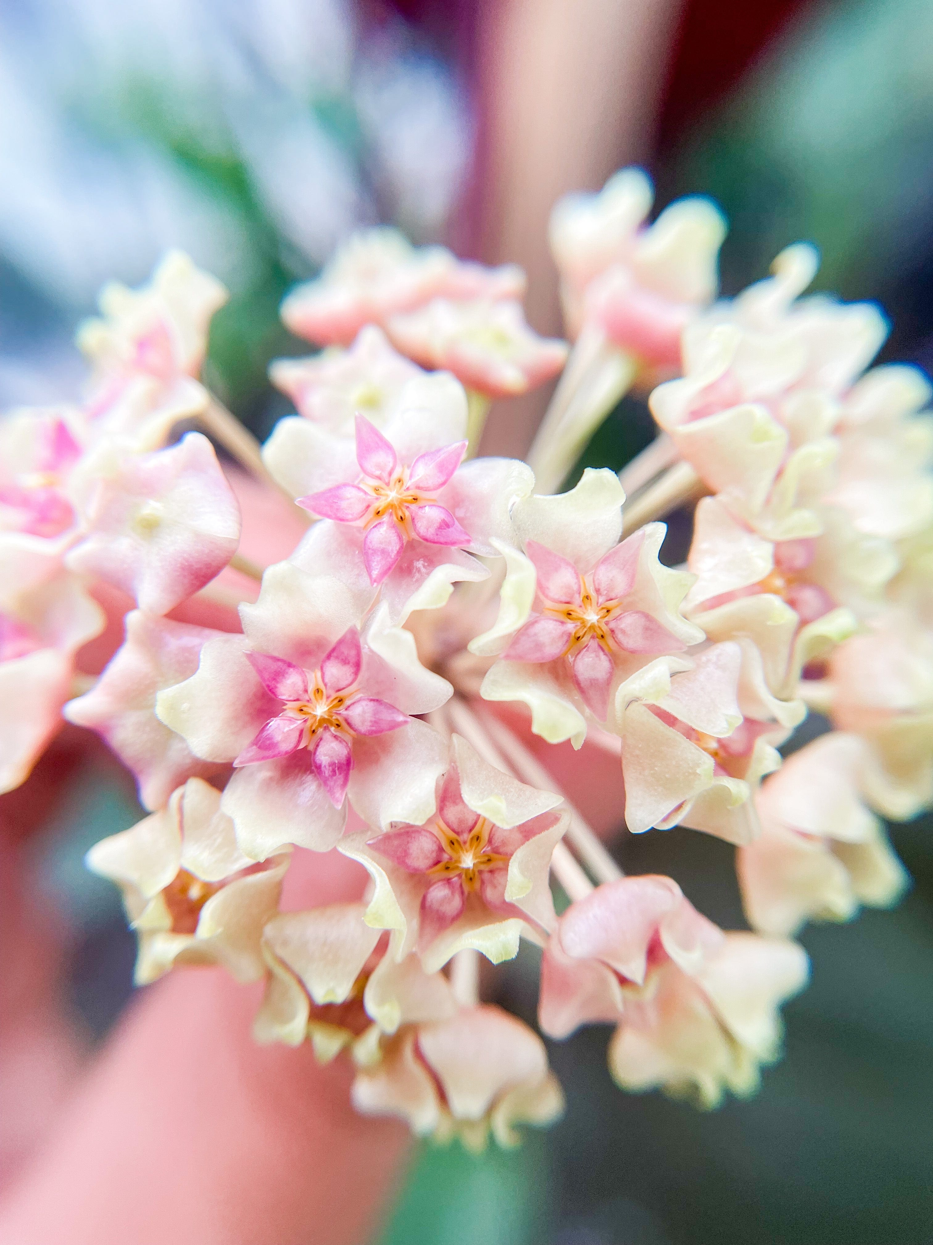 Hoya Plants for Sale | 450+ Hoya Species – Page 15 Hoya Plants for Sale | 450+ Hoya Species – Page 15