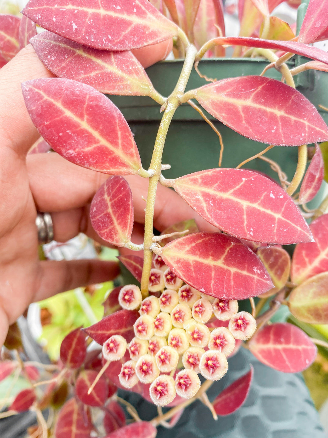 Hoya Sipitangensis