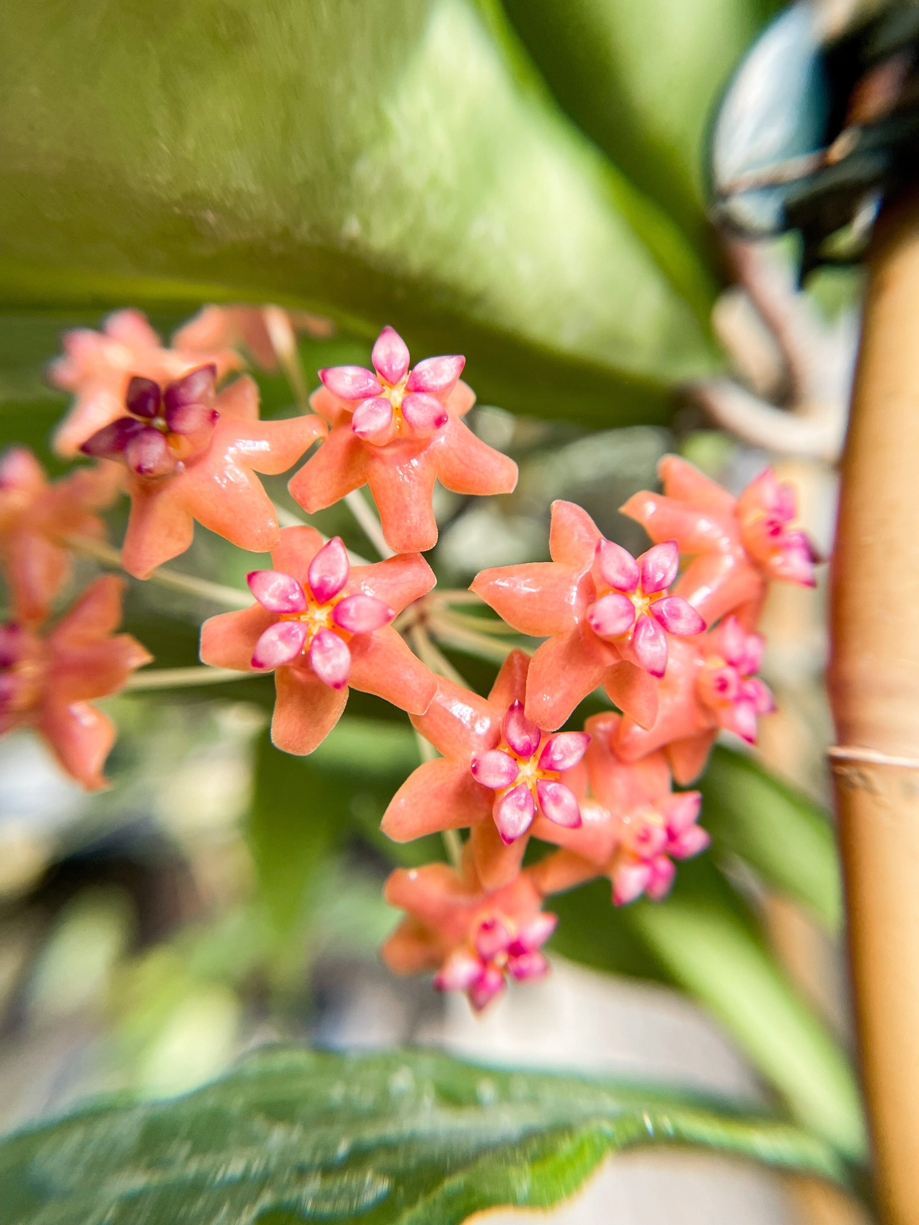 Mature Hoyas for Sale | Shop 70+ Varieties – Page 3