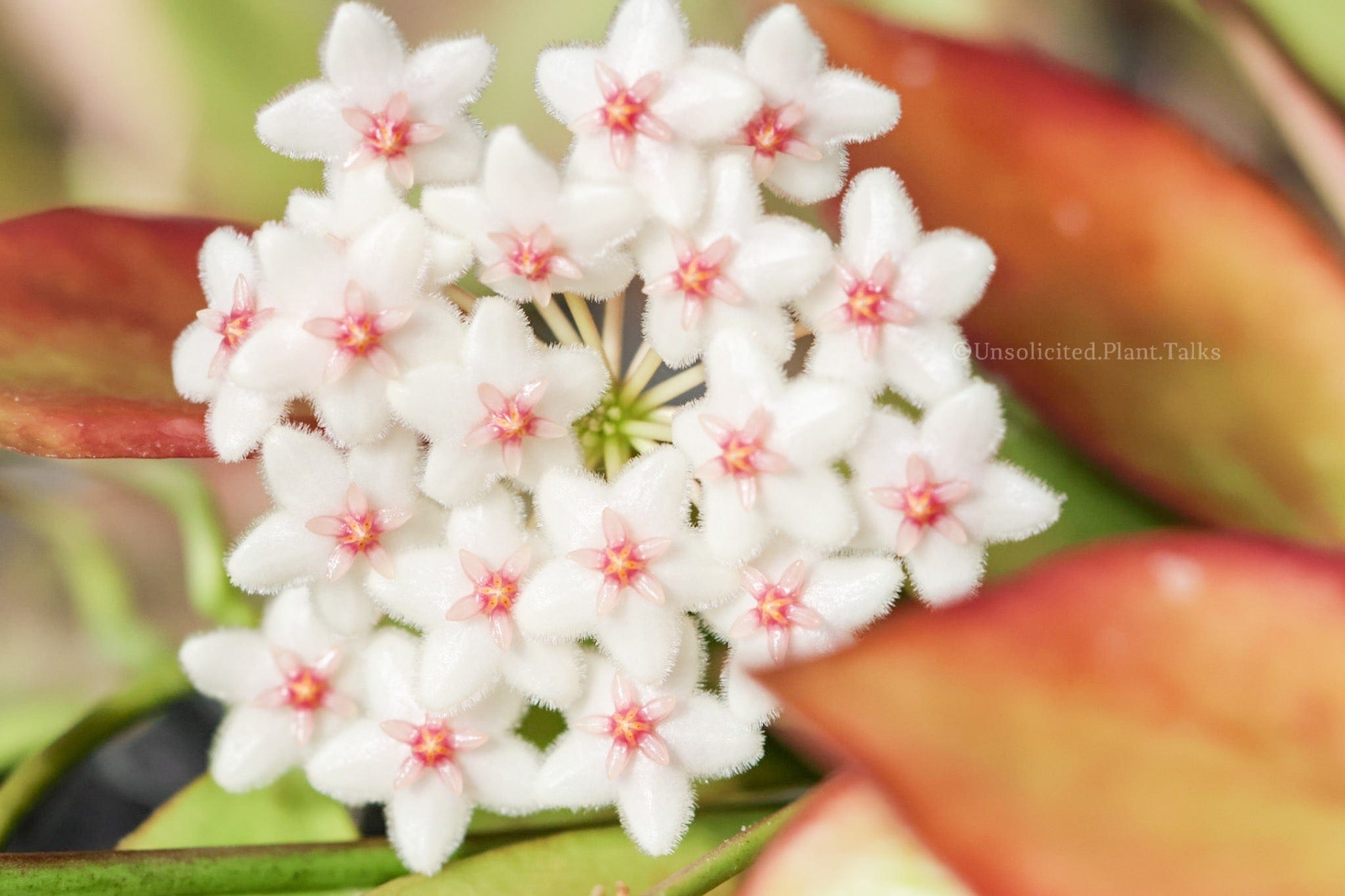 Hanging Hoya anulata (fka pseudo littoralis) – Unsolicited Plant Talks